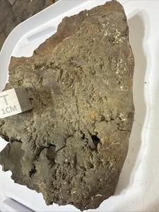 Cretaceous Era Ammonite Fossil