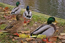 Photo 6x4 Mallards, Hampstead Ponds, London NW3 Three Mallard drakes and  c2008
