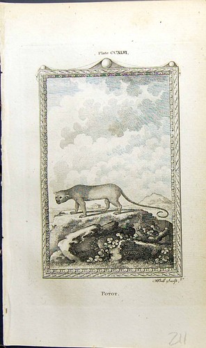 Original Old Antique Print Potot Bell Buffon Natural History Animal 1791 18th