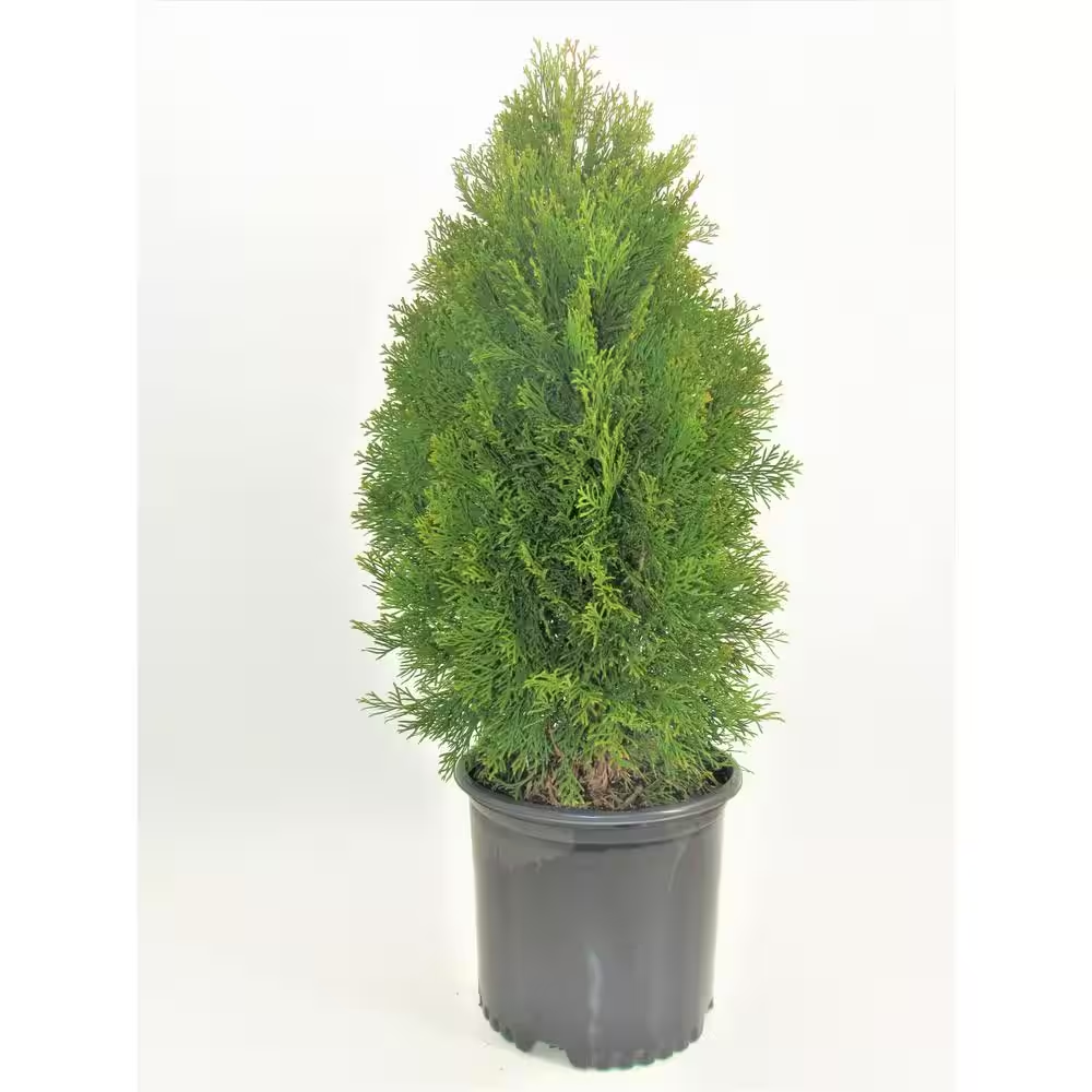 3 Gal. Emerald Green Arborvitae Thuja Live Evergreen Shrub Narrow