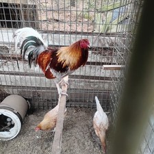 Palmetto Blue hatching eggs 6++