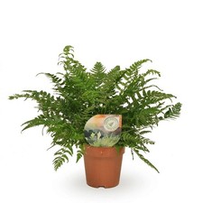 Koreanischer Schildfarn Polystichum tsussimense / Athyrium ca. 30 cm – Farn