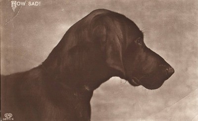 Sad CHOCOLATE LABRADORE DOG On Adorable EAS Pub. Vintage Postcard
