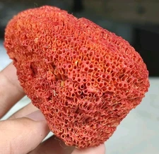 Natural Coral(Fossilized) Specimen, In Its Fully Natural Condition-Karachi Sea,