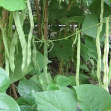 50 SEEDS DARK GREEN YARD LONG BEAN/STRING BEAN/CHINESE BEAN/ASPARAGUS BEAN