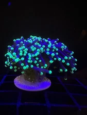 Live Coral Euphyllia Torch Green Tip Aussie 1 Head