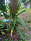 Aroid tropical houseplant PHILODENDRON Crassinervium — photo 3