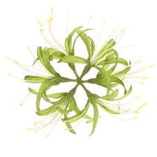 Artificial Flower Heads 7 Inch, Green 1 PCS - Spider Lily Silk Flowers