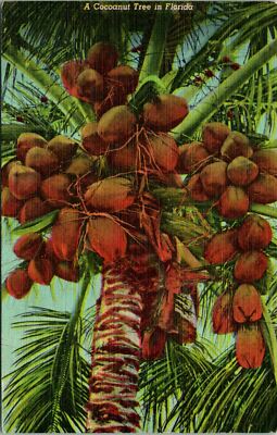 Coconut Tree FLorida Fruit Postcard Used (29955)