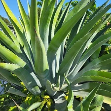 1 small offset Agave Maguey light green Large Variety Hardy Cactus Succulent 