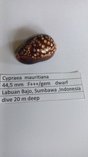 cypraea  mauritiana   44,5 mm  F+++/gem   dwarf