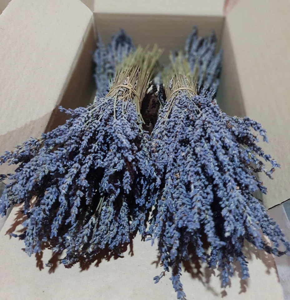 Griechisch Getrocknet Lavendel Bündel Biο 1200 Stiele 4 Buketts 30cm Ernte... - Bild 3 von 4