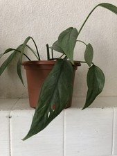 epipremnum pinnatum Cebu Blue Potted Medium Plant