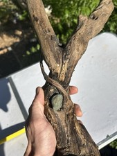 Natural Driftwood With Stones Embedded