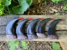 Five (5) Large 3" Grizzly Bear Claws with Designed Bloodstained Tips