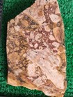 Rough Slab Dead Camel Jasper 178g. 5/16" Thick Lapidary Cabbing #B-7 — photo 1