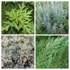 ASSORTIMENTO ARTEMISIA - PACCHETTO DI 4 VARIETÀ 110+ semi di assenzio V 225