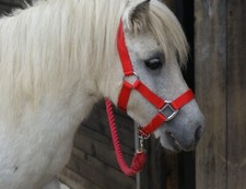 MINI SHETLAND & SHETLAND PADDED HEAD COLLARS in ROYAL BLUE, BLACK, RED, PURPLE.