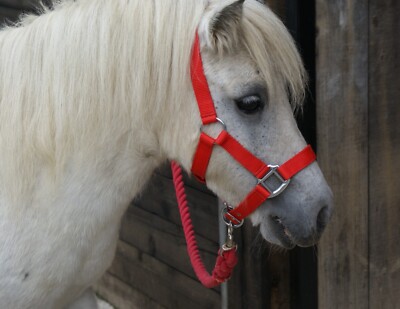 MINI SHETLAND & SHETLAND GEPOLSTERTE KOPFHALSBÄNDER in KÖNIGSBLAU, SCHWARZ, ROT, LILA.
