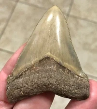 OUTSTANDINGLY RARE & TRULY BEAUTIFUL - B. VALLEY CHUBUTENSIS - SHARKTOOTH FOSSIL