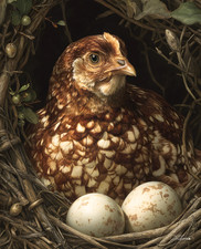 Brown Hen Sitting in Twig Nest Beside Two Speckled Eggs Print - 838569461