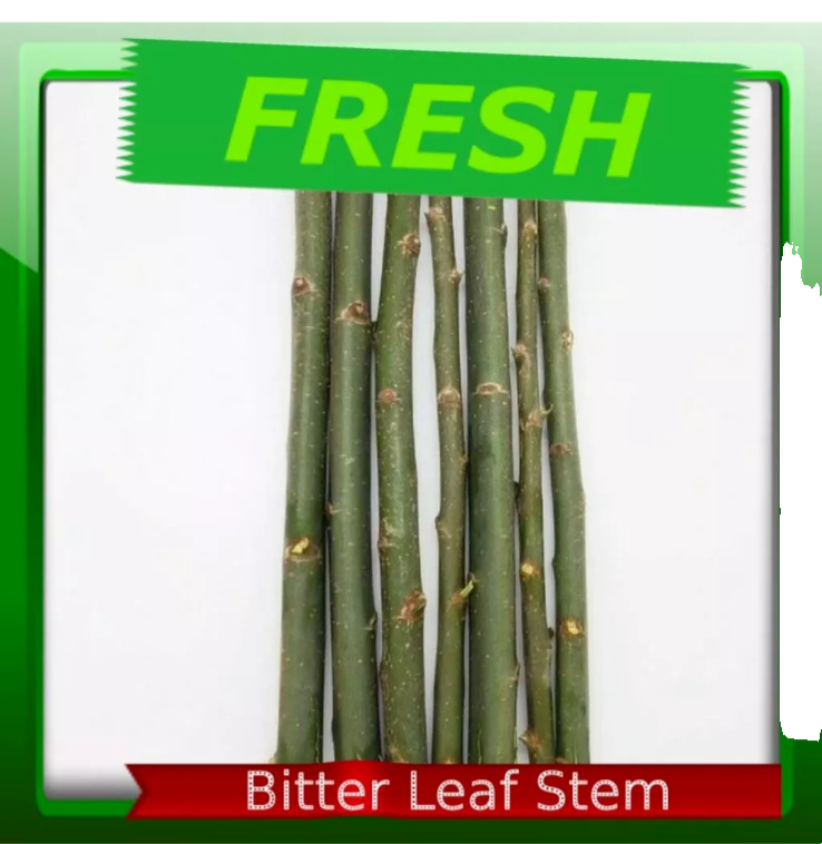 5 Bitter Leaf Stems/ Cuttings Vernonia amygdalina for planting | eBay