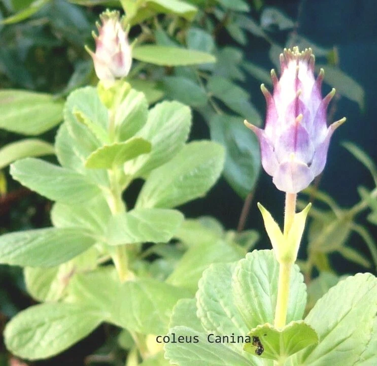 Scaredy Cat plant Coleus Canina keep cats out of your garden