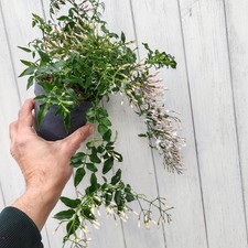 Jasmine Floral fragrant climber. Winter Hardy 12cm pot 25-30cm tall stems