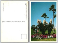 Vintage Yucca in Bloom Postcard South Texas Corpus Christi Palms Frank Whaley