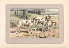 CANI razza CANE DI PORCELLANA stampa antica originale del 1907