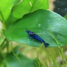 Lot de 12 Crevettes Neocaridina Blue Saphir pour Aquarium Eau Douce - lebonaqua