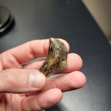 DINOSAUR Rooted Triceratops tooth from the Hell Creek formation