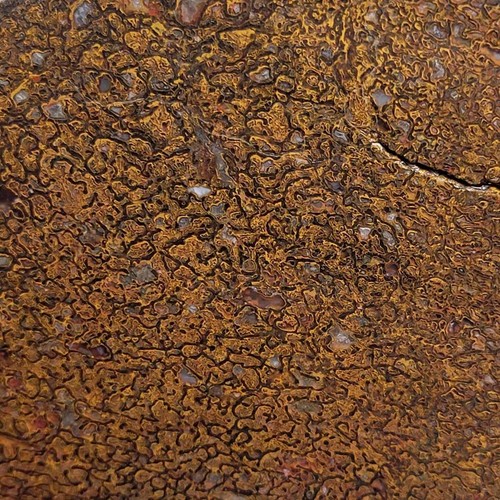 Fossil Gem Dinosaur Bone Slab!  Gem Dino Bone Slab! - Picture 1 of 6