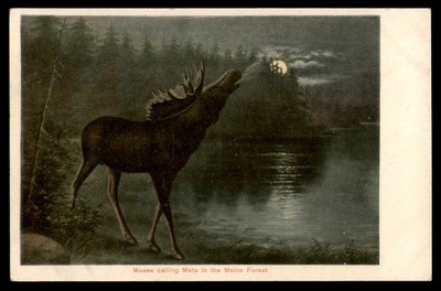Postcard Moose Calling Mate in the Maine Forest