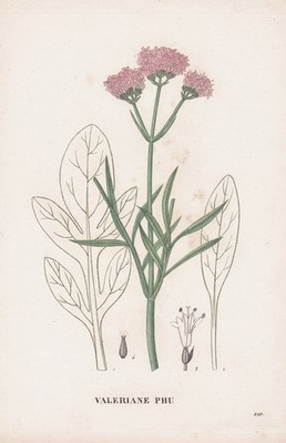 Valeriane Phu Blume flower Botanic Kupferstich engraving Saint-Hilaire