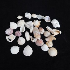 Lot of 30 Mixed Seashells Ocean Beach Decor Aquarium Crafting Pink Brown White