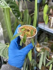 Anthurium Pallidiflorum Seedling