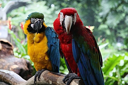 Whole Hemp Seeds 2KG & 5KG, Bird Seed Grain Feeding Food Avian Pet - Picture 9 of 12