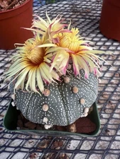 Astrophytum asterias  Beautiful Akabana Flower 3 1/4 “ Pot
