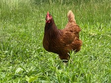 Fresh Fertile Chicken Hatching Eggs Assorted Barnyard Mix 12 Eggs