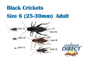 30 Black Crickets Adult Size 6 Tub Live Reptile Food Livefoods