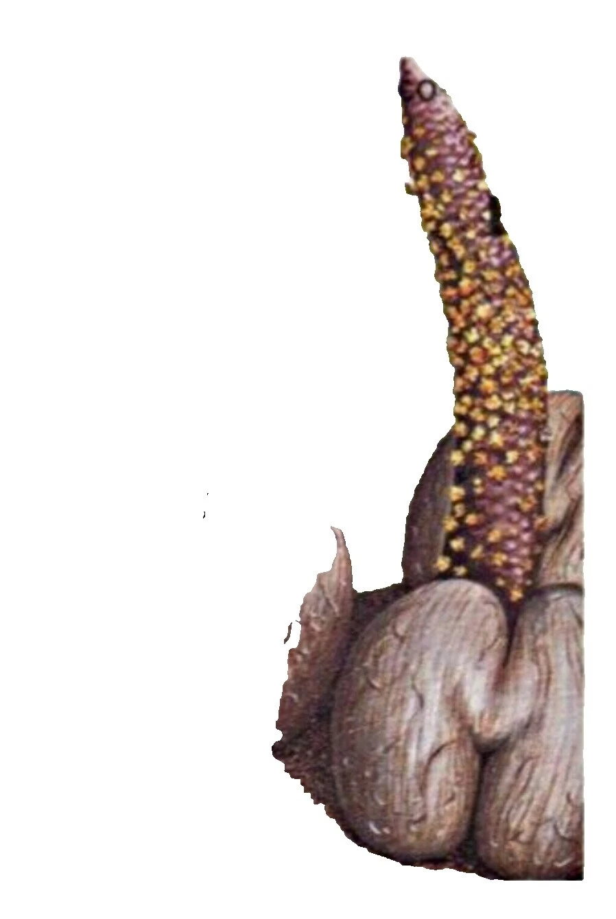 Как новые, без наклеек и следов/как новые, без наклеек и следов почтовые марки Сейшельских островов (1976-настоящее время)