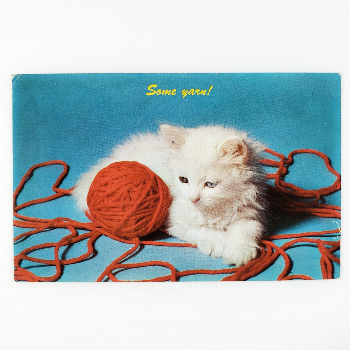 Midnight Kitten Postcard Midnight Kitten Postcard
