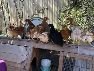 7wk Female Chickens Livestock Gumtree Australia Brisbane North