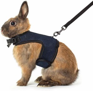 rabbit lead and harness