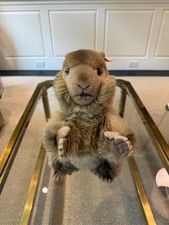 Vintage Steiff Molly Piff Marmot Groundhog 12" 0346/30 Ear Tag
