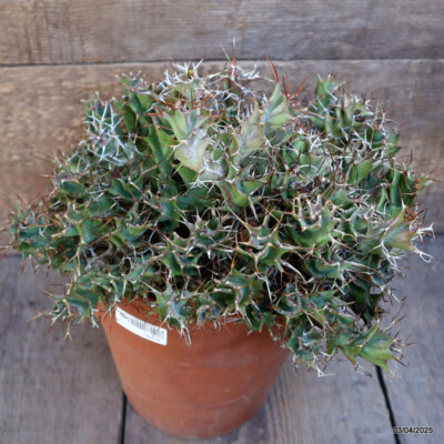 A1597 EUPHORBIA TORTIRAMA VERY OLD pot20-H21-W31 cm MaMa Cactus
