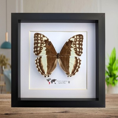 Framed morpho eugenia butterfly: ethically sourced entomology wall decor