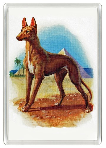 PARAOH HOUND DOG ART PRINT ACRYLIC NOVELTY FRIDGE MAGNET GREAT GIFT - 第 1/1 張圖片