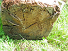 Massive Pine NEWEL POST, old paint, square nails, 48" x 8" circa1900 or earlier — photo 4